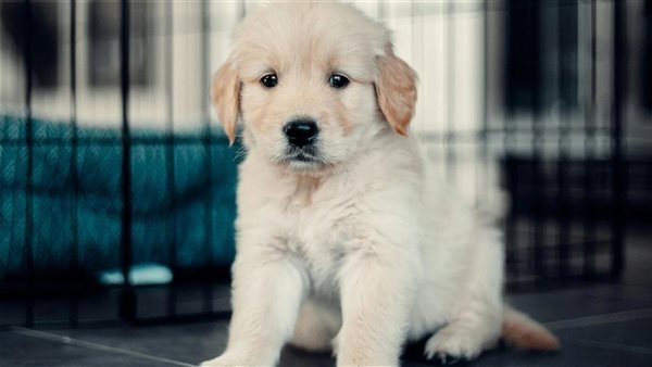 الحيوانات الأليفة