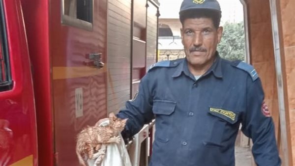 القطة الصغيرة 