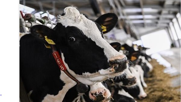 المواشي المصابة بالحمى