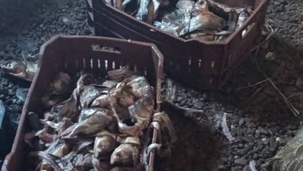 ضبط 12 طن أسماك مملحة