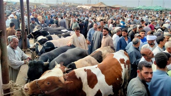 تحصين الماشية ضد