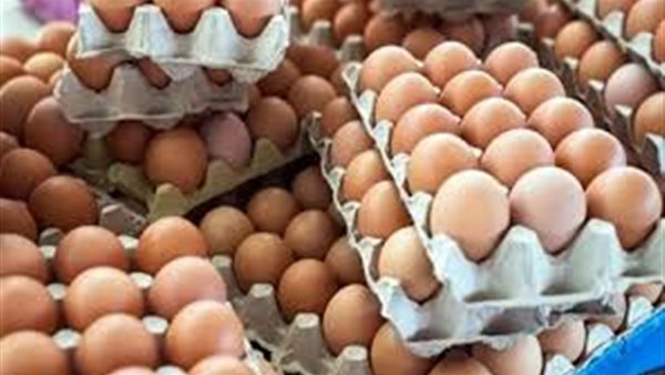 سعر كرتونة البيض