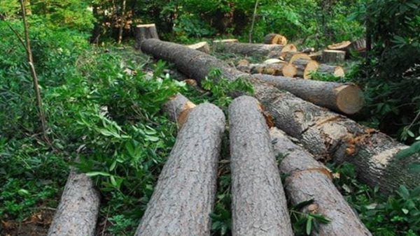 حماية الغابات الاستوائية