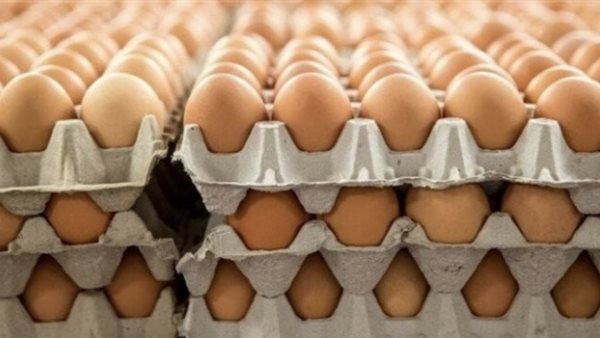 سعر كرتونة البيض