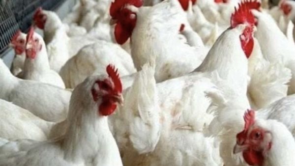 أسعار الدواجن اليوم