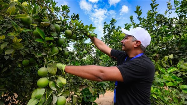 بدء موسم تصدير البرتقال