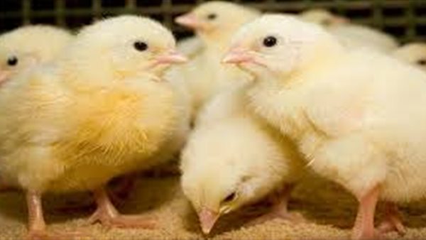  أسعار الكتاكيت اليوم