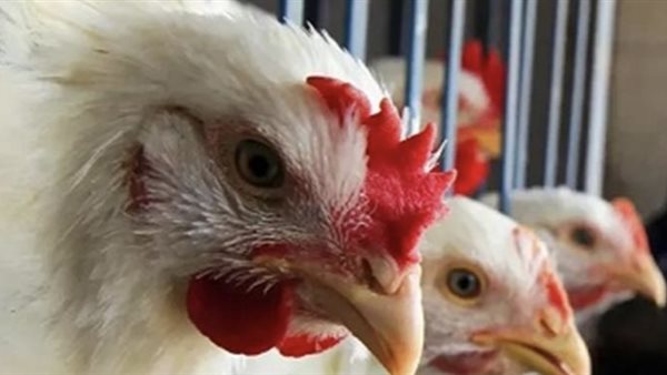 أسعار الفراخ البيضاء