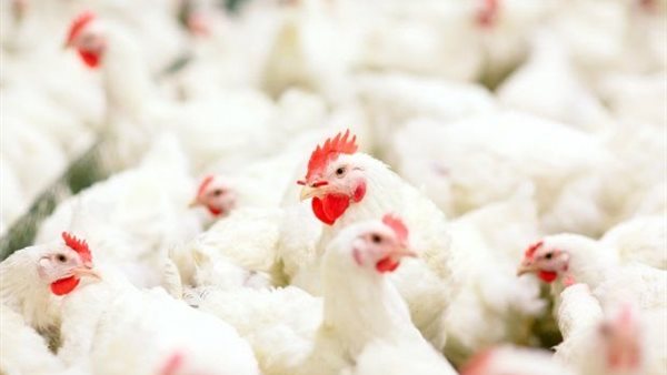 سعر الفراخ اليوم