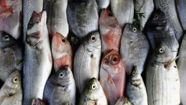 أسعار الأسماك اليوم