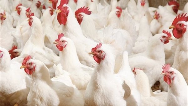  سعر الفراخ اليوم