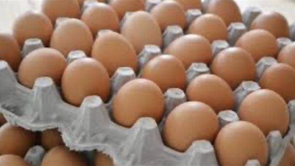 سعر كرتونة البيض