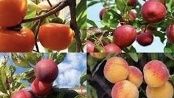 أسعار الفاكهة اليوم