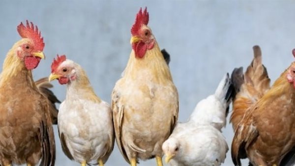 أسعار الفراخ