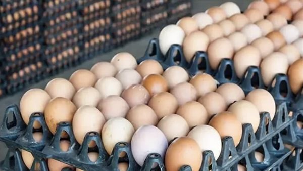 سعر كرتونة البيض