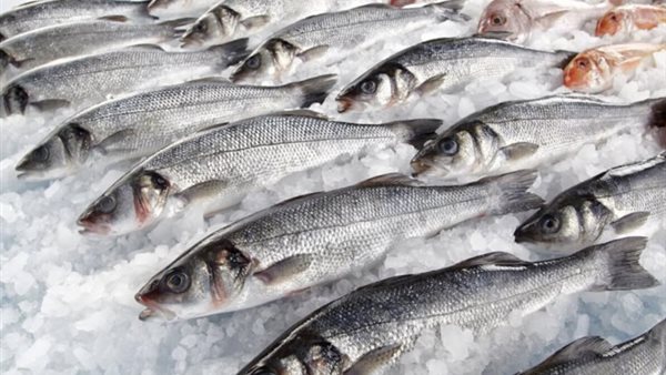 أسعار السمك اليوم