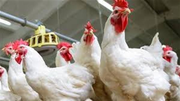 بورصة الدواجن اليوم..