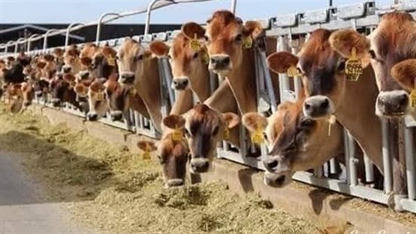 سلالات الجيرسي