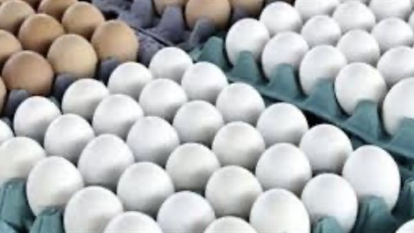 سعر كرتونة البيض