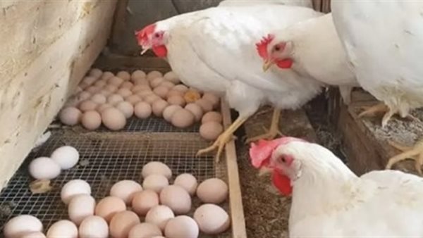 أسعار الفراخ البيضاء