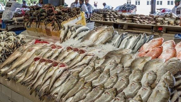 أسعار السمك اليوم