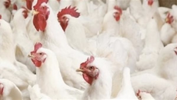  قطاع الدواجن 