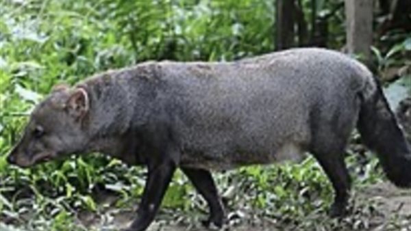 تفسير رؤية الكلب