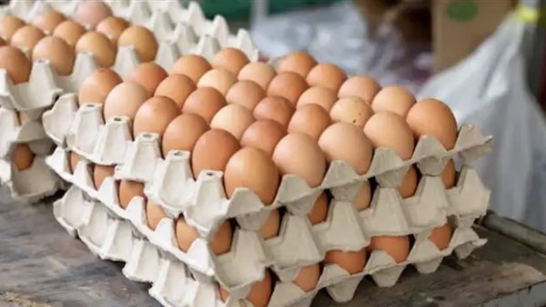 سعر كرتونة البيض