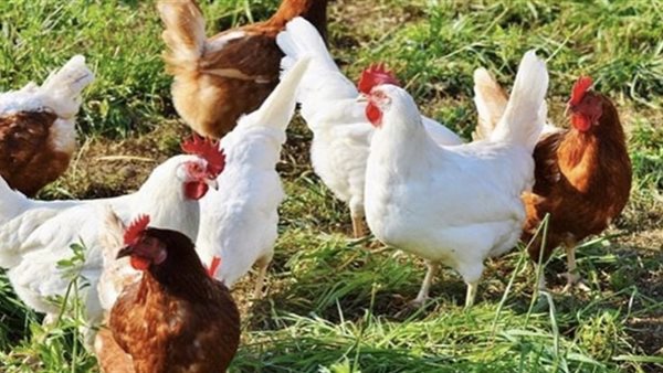 أسعار الفراخ والكتاكيت