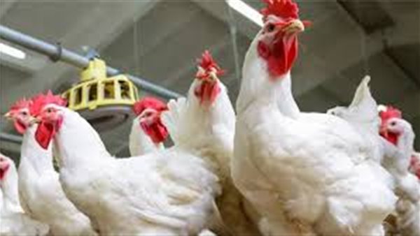 انخفاض قياسي في سعر