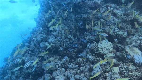 الحيد المرجاني العظيم