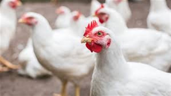 تحديثات بورصة الدواجن