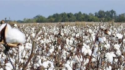 سعر قنطار القطن