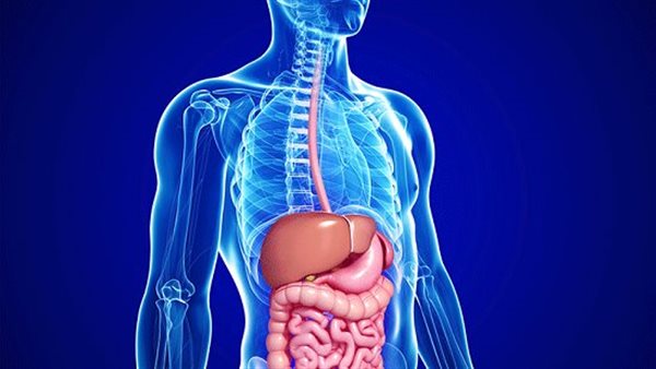 الجهاز الهضمي 