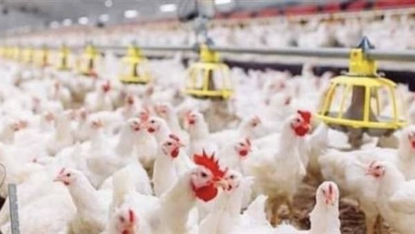 بورصة الدواجن