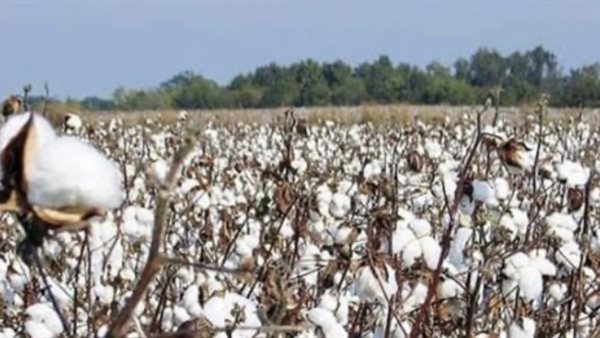 سعر قنطار القطن