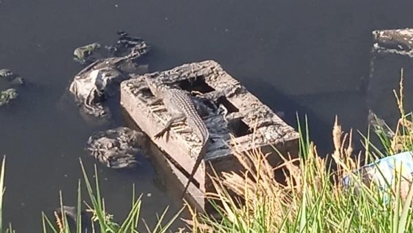 ظهور تماسيح صغيرة