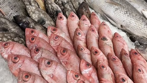 أسعار السمك اليوم