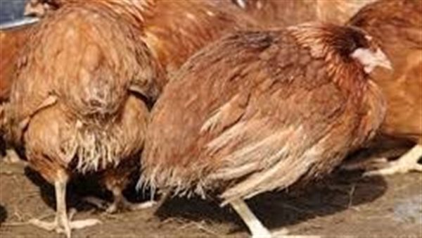 إصابة الدواجن بالكوكسيديا