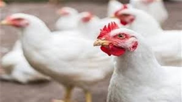 بورصة الدواجن اليوم