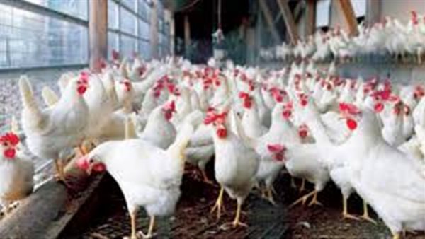 بورصة الدواجن اليوم