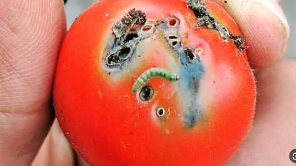 سوسة الطماطم