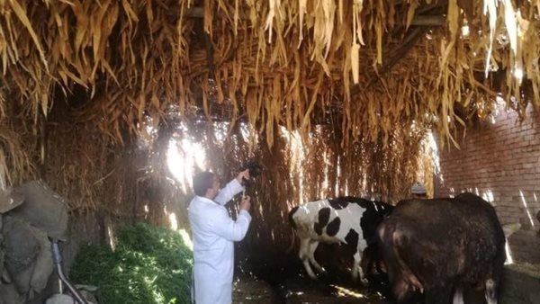 القافلة البيطرية