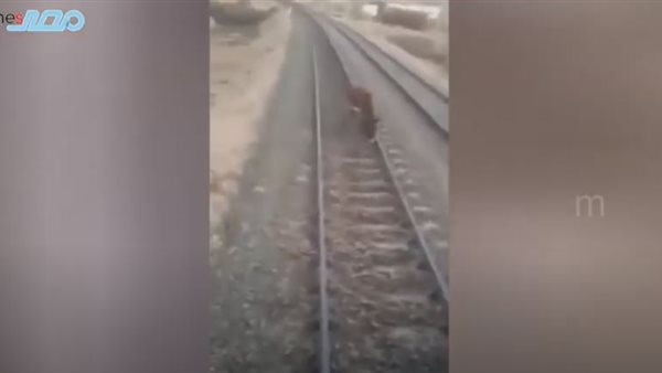 صورة من الحدث