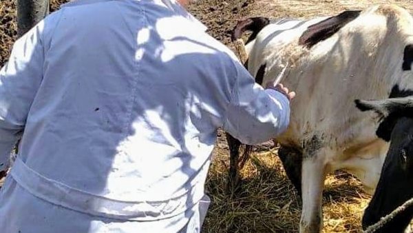 قافلة بيطرية علاجية