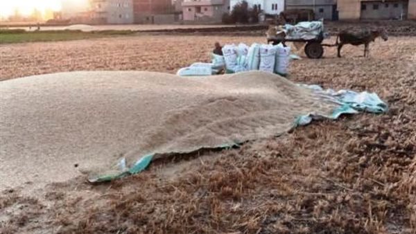 محصول الذهب الأصفر