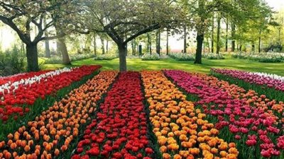 معرض زهور الربيع 2026