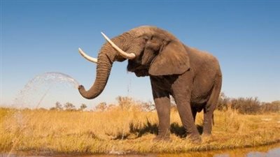 تفسير رؤية الفيل في المنام