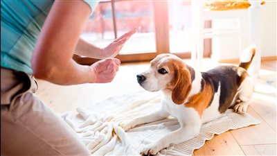 هل عض الكلب أو ملامستها تفطر في صيام رمضان