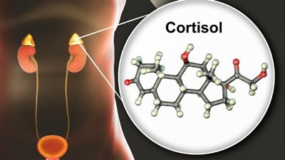 الكورتيزول    